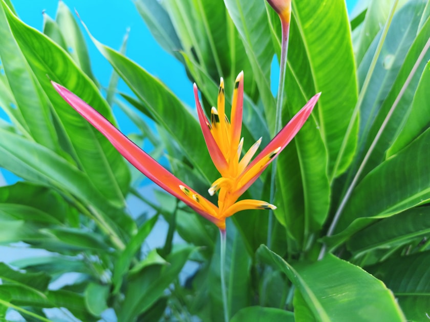 Flygresor och flygbiljetter till Araguaina