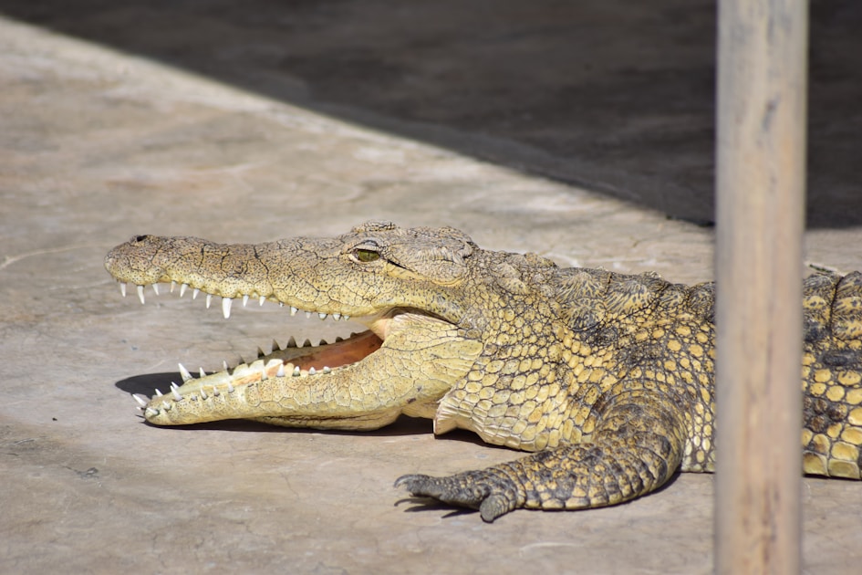 a crocodile is laying on the ground with its mouth open