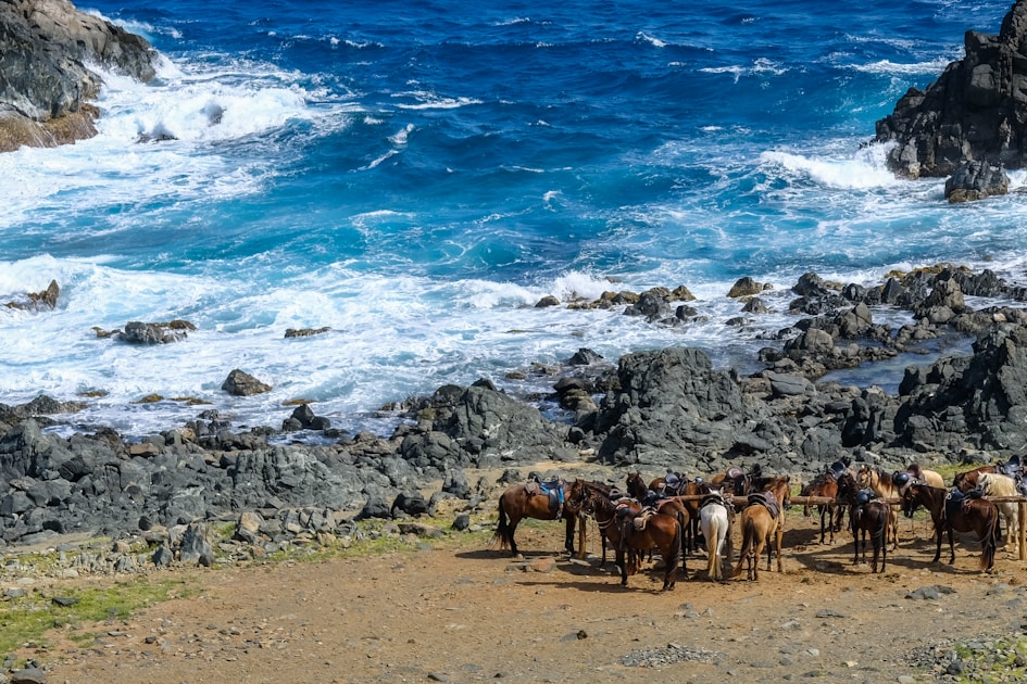 herd of brown goats on seashore during daytime