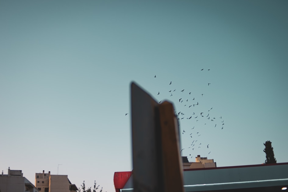 Flygresor och flygbiljetter till Bahia Blanca