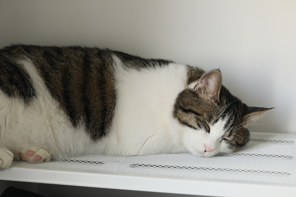 Flygresor och flygbiljetter till Baotou