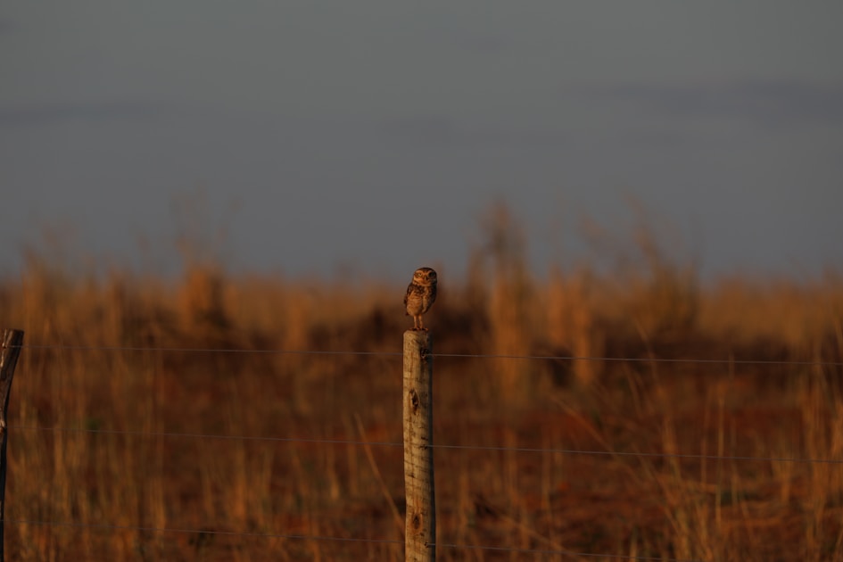 Flygresor och flygbiljetter till Barreiras