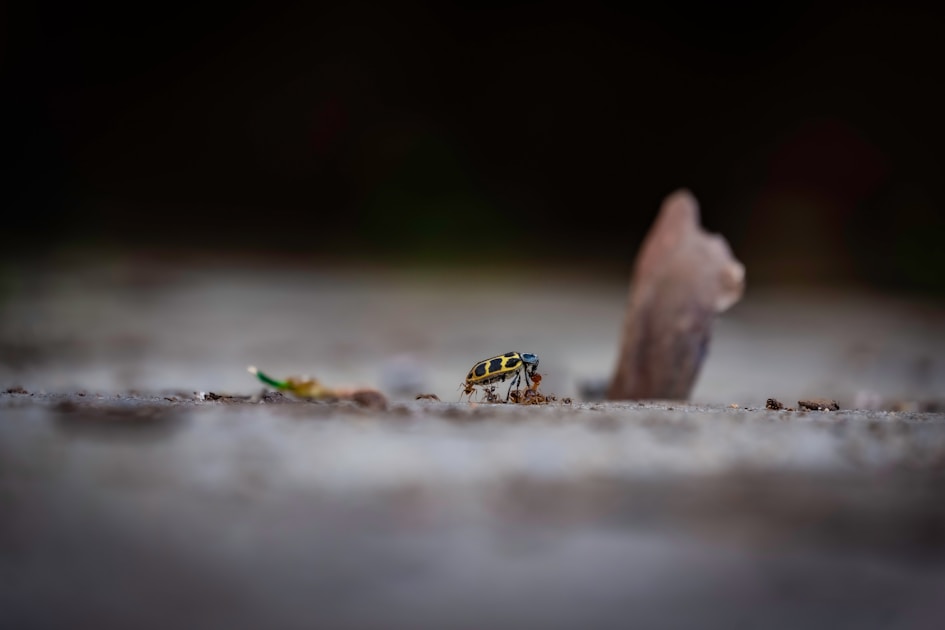 a small insect sitting on the ground next to a dead animal