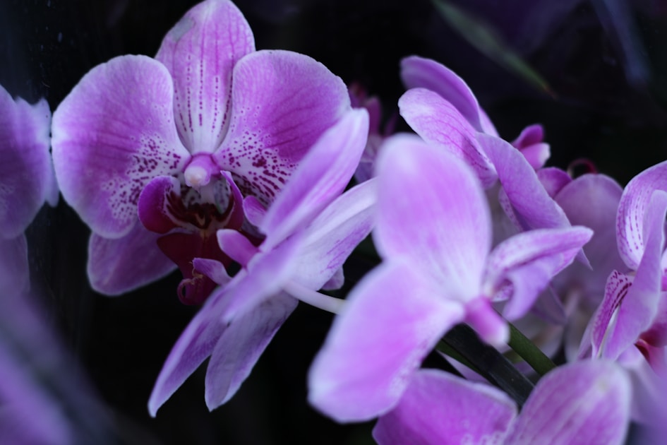 Flygresor och flygbiljetter till Burnie
