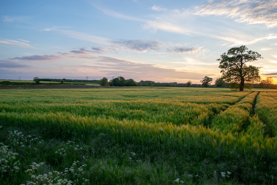 grass field under clear sky during sunet