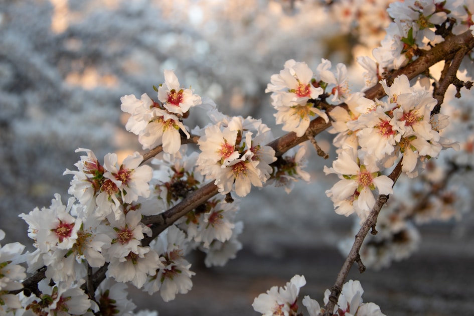 Flygresor och flygbiljetter till Clovis