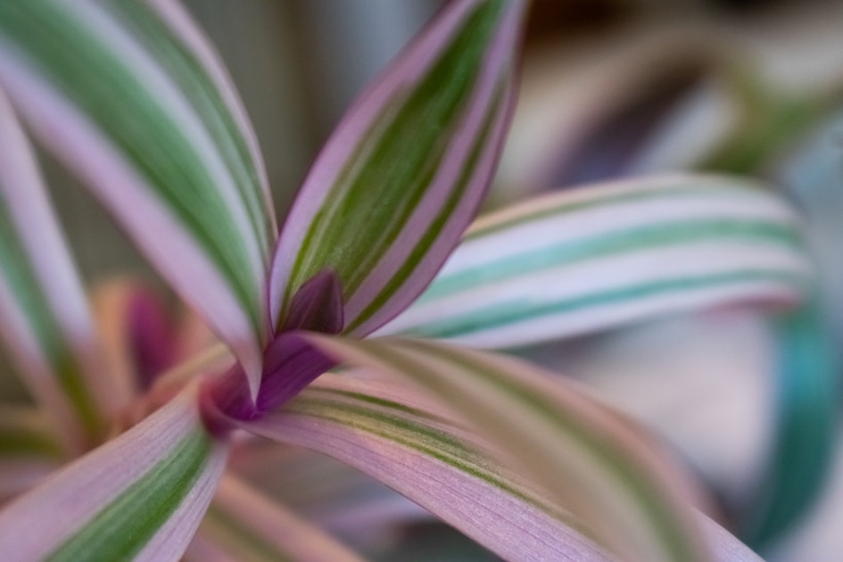 green and white plant in close up photography