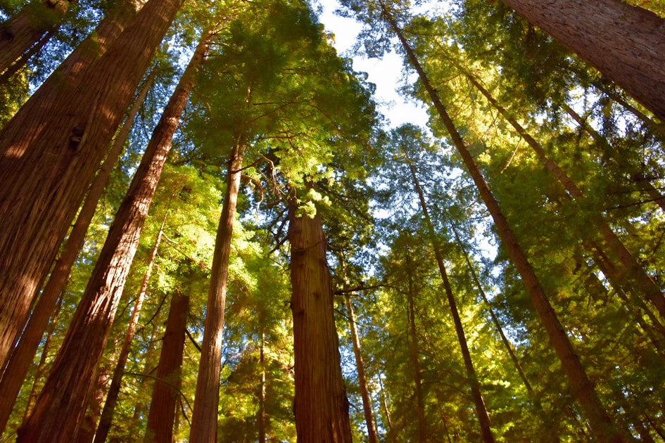 Flygresor och flygbiljetter till Crescent City