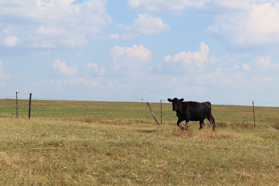Flygresor och flygbiljetter till Elko
