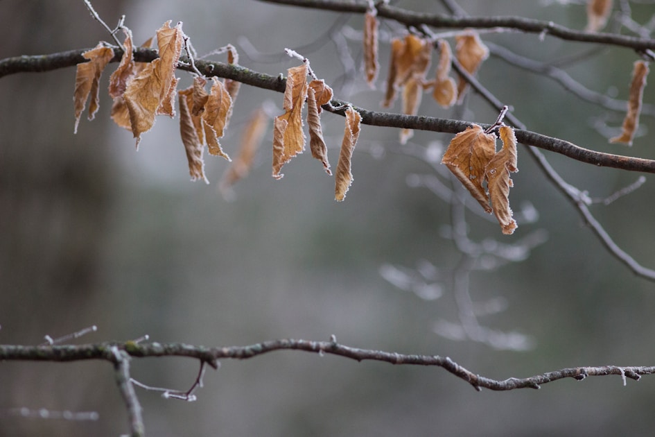 Flygresor och flygbiljetter till Ironwood