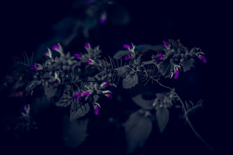 Flygresor och flygbiljetter till Jessore