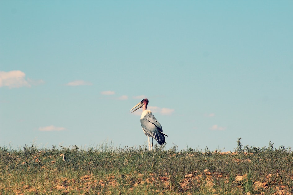 Flygresor och flygbiljetter till Kariba