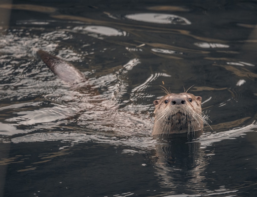 an animal swimming in a body of water