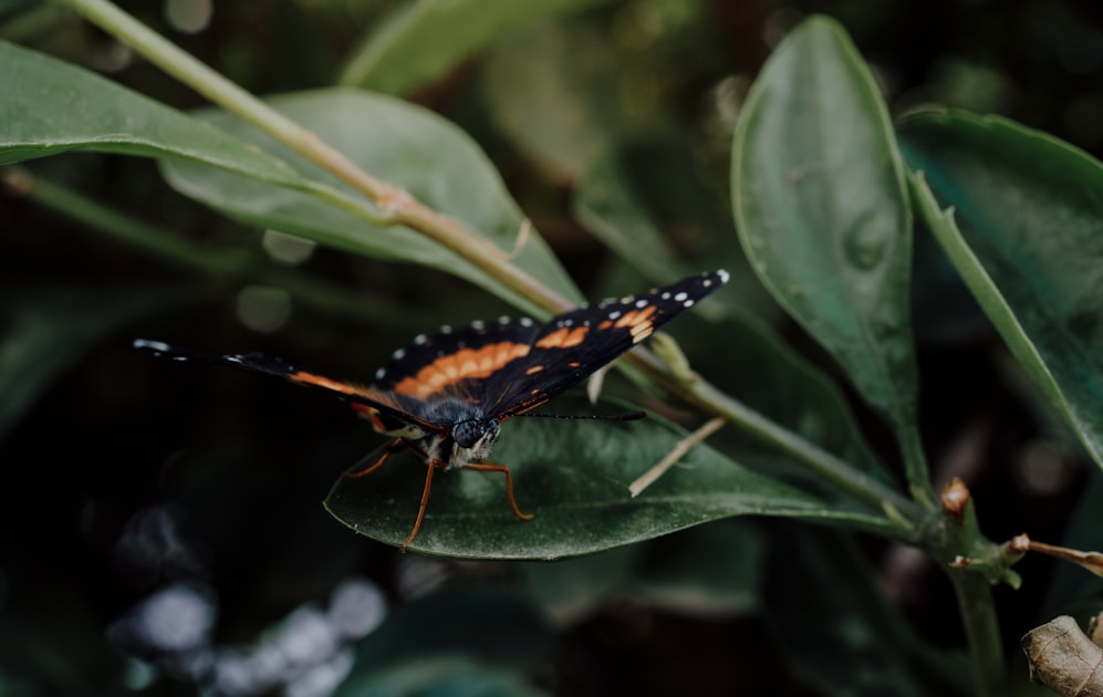 A close up of a bug on a leaf