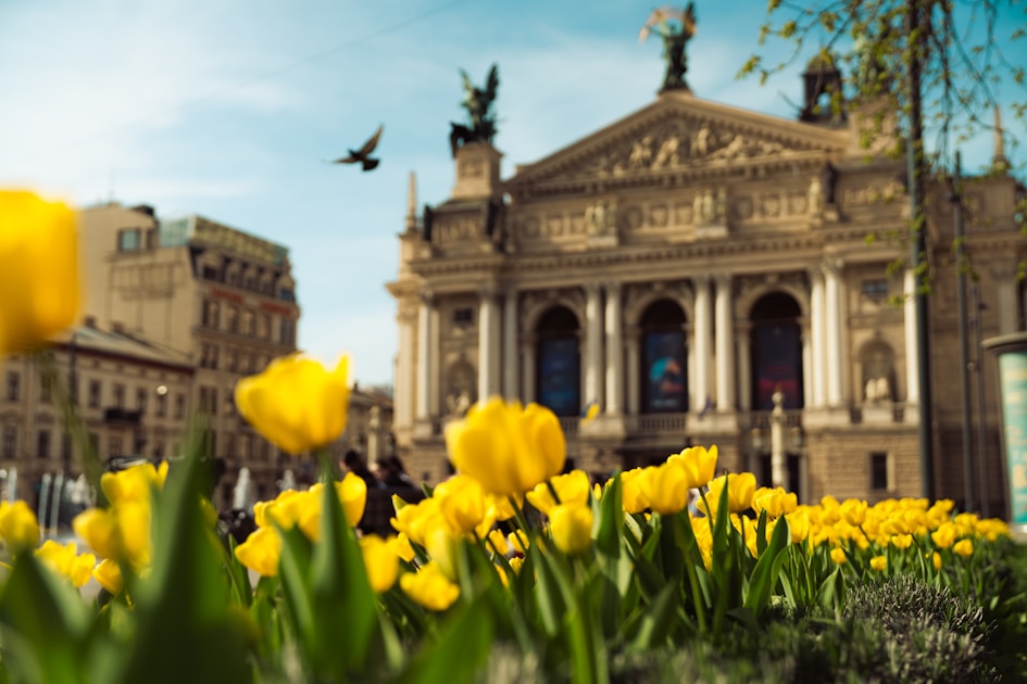 Yellow tulips bloom in front of a grand building.