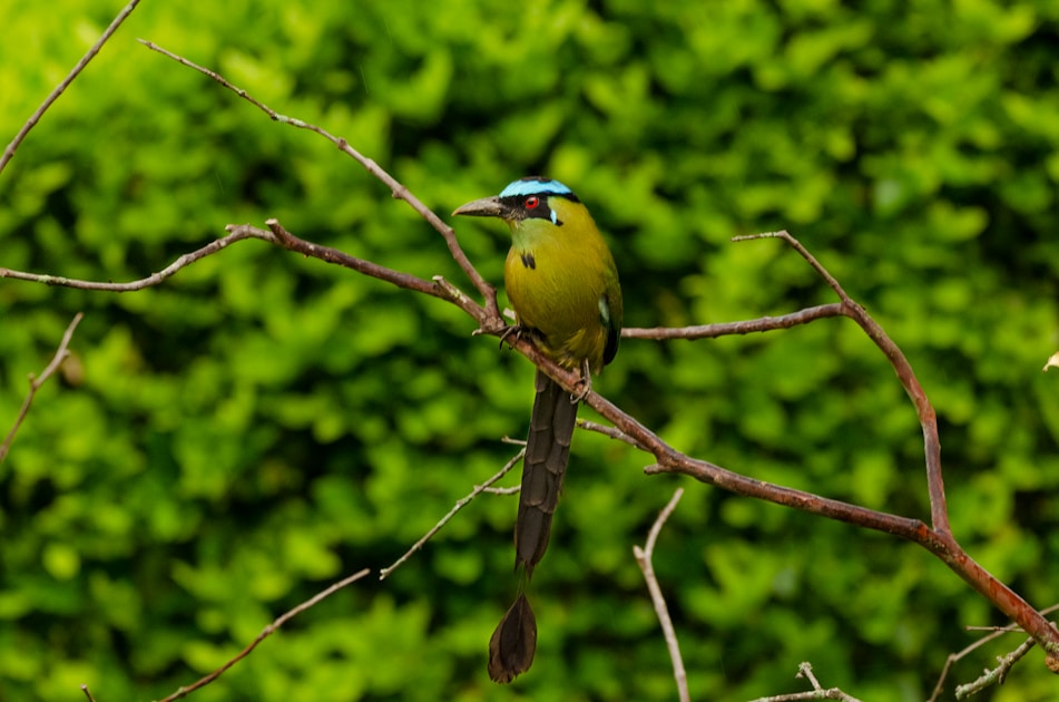 green and blue bird on tree branch during daytime