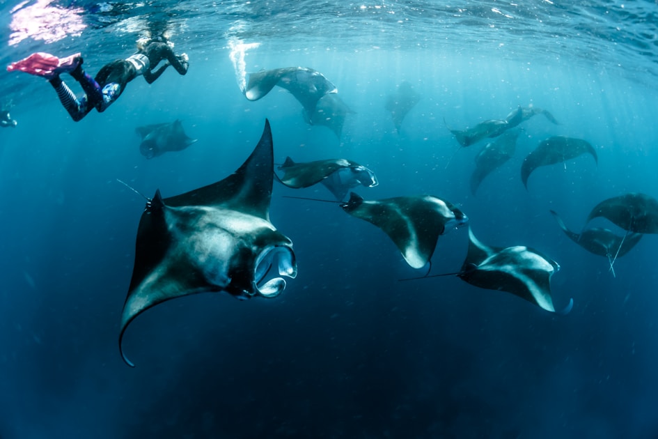 Flygresor och flygbiljetter till Manta