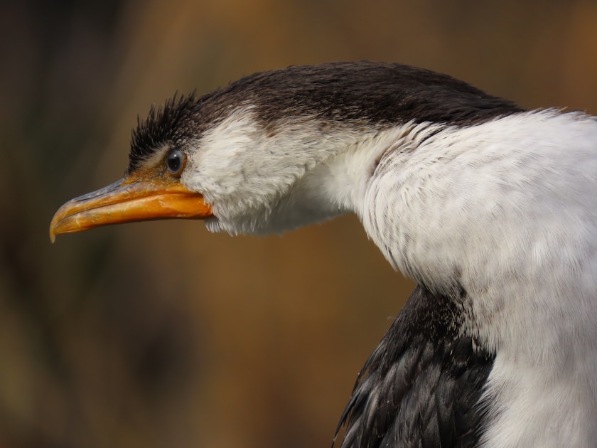 Flygresor och flygbiljetter till Merimbula