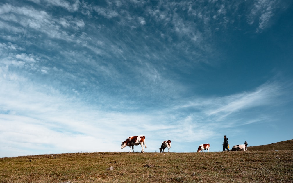 A group of cows standing on top of a grass covered hill