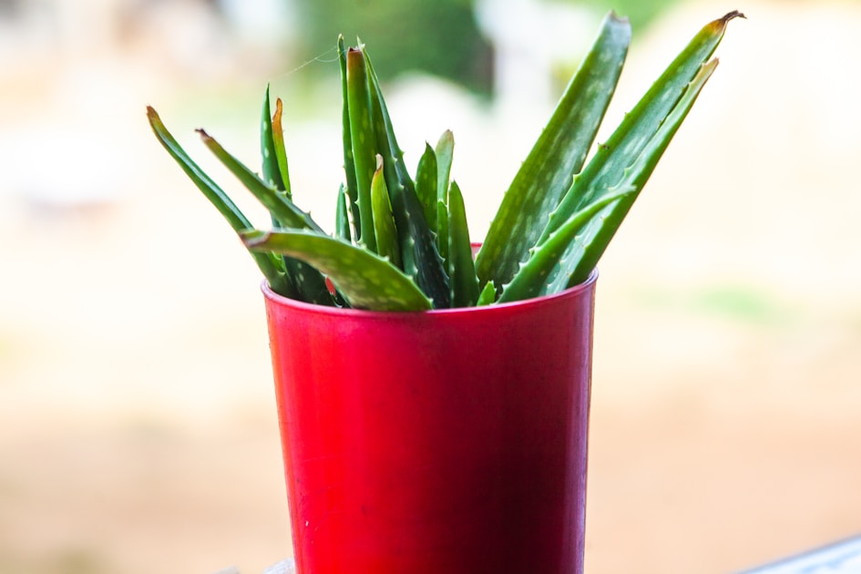 Aloe vera plants are in a red cup.