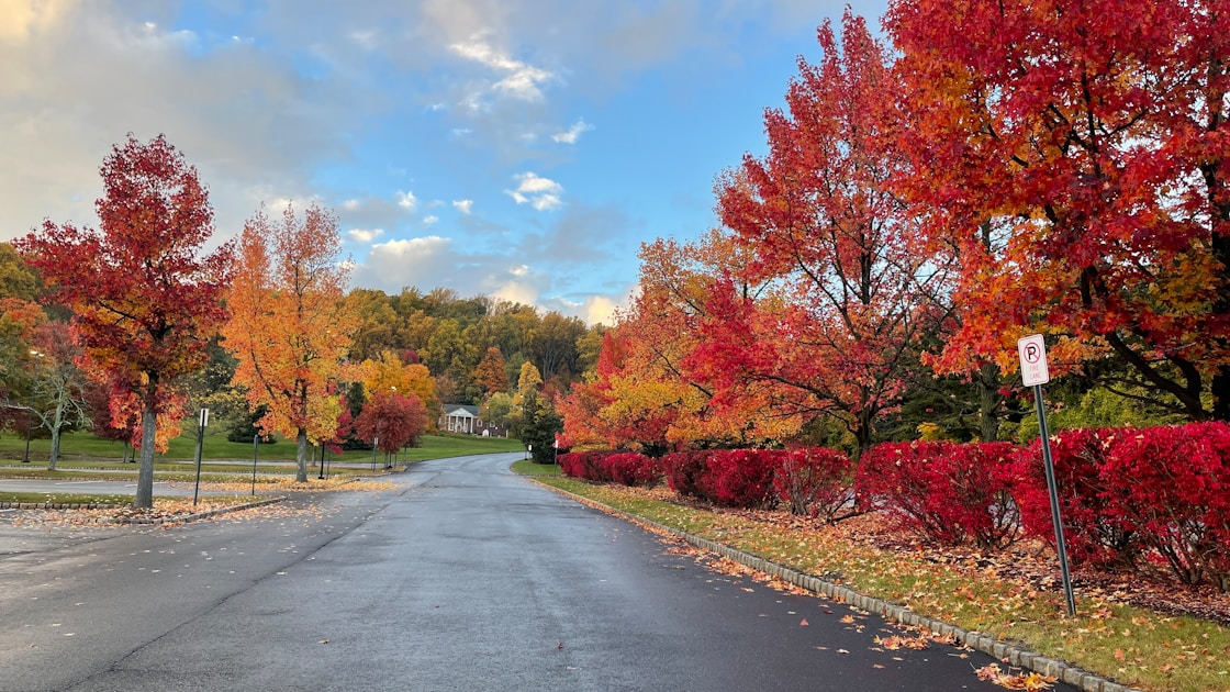 a road with trees on either side