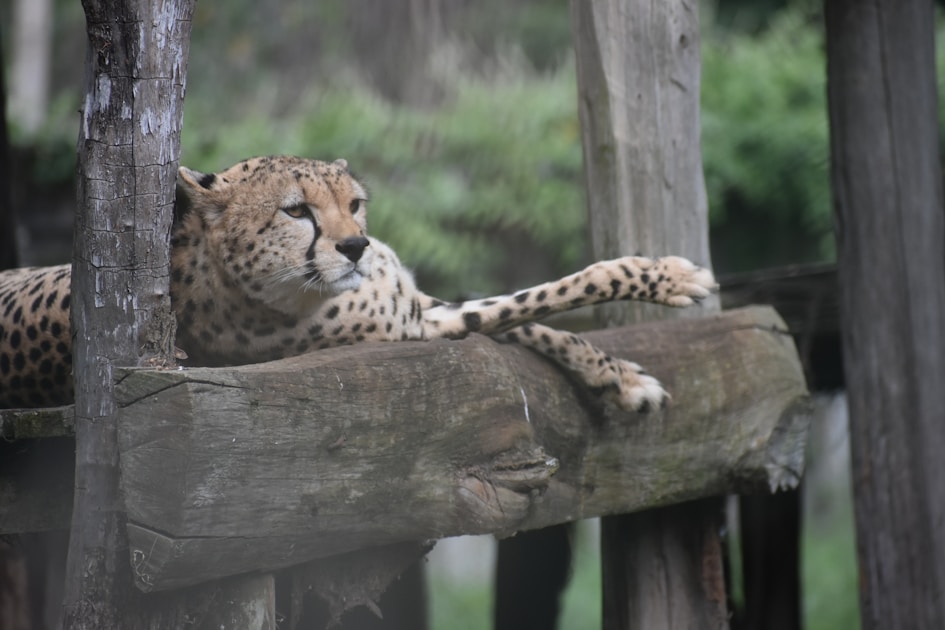 cheetah laying down on wooden surface