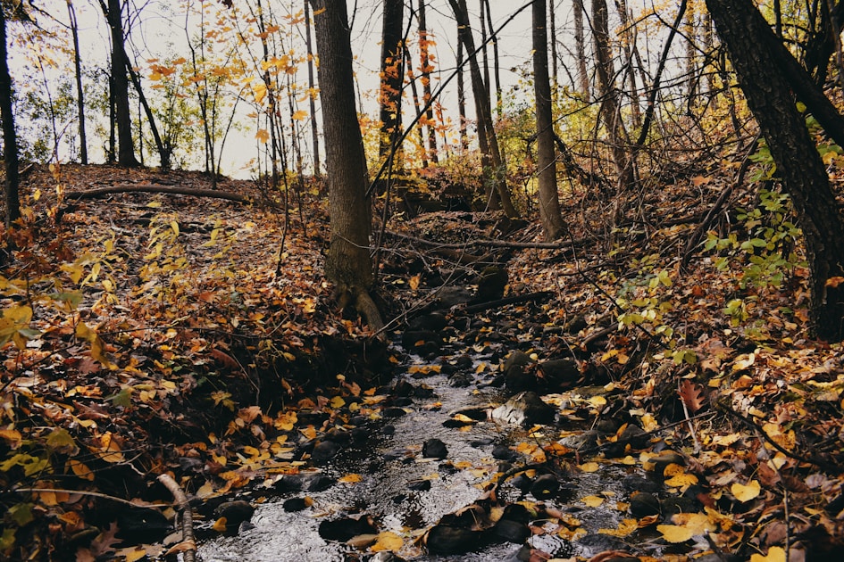 stream a forest during daytime