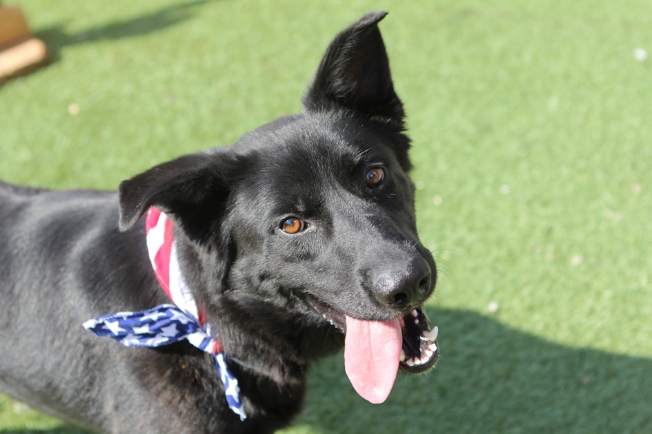 Flygresor och flygbiljetter till Pocatello