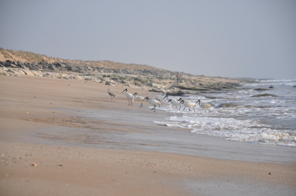 Flygresor och flygbiljetter till Porbandar
