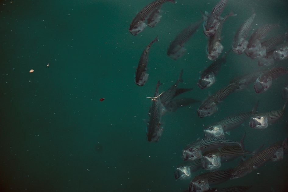 a group of fish swimming in a body of water