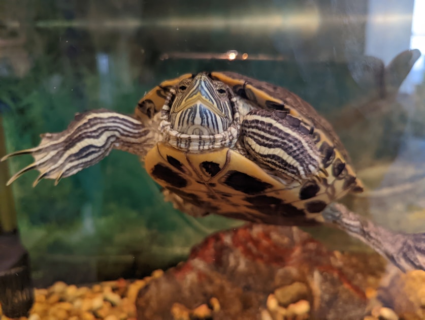 Flygresor och flygbiljetter till Rockford