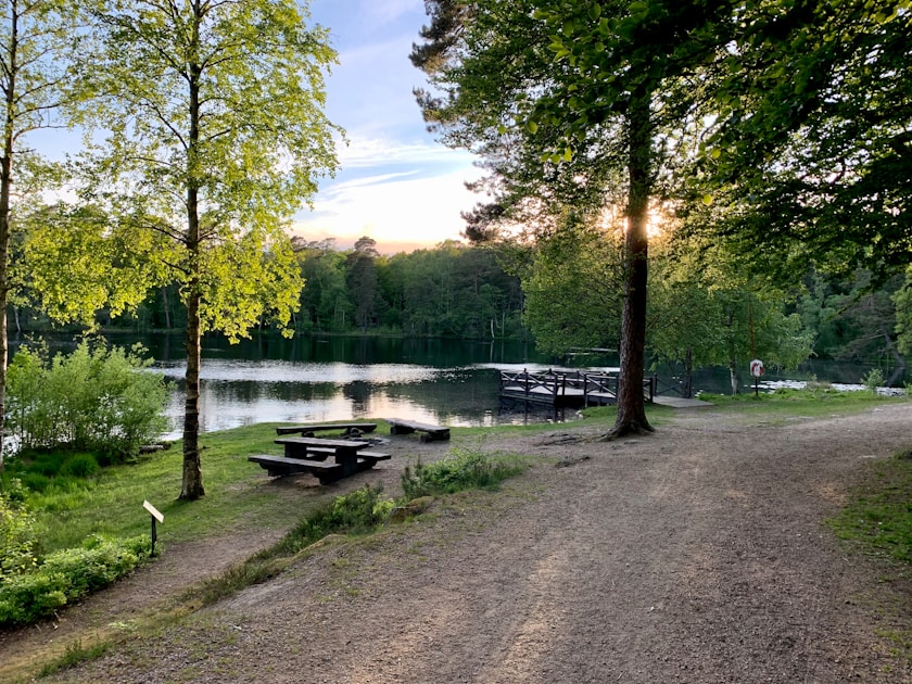 green trees near lake during daytime