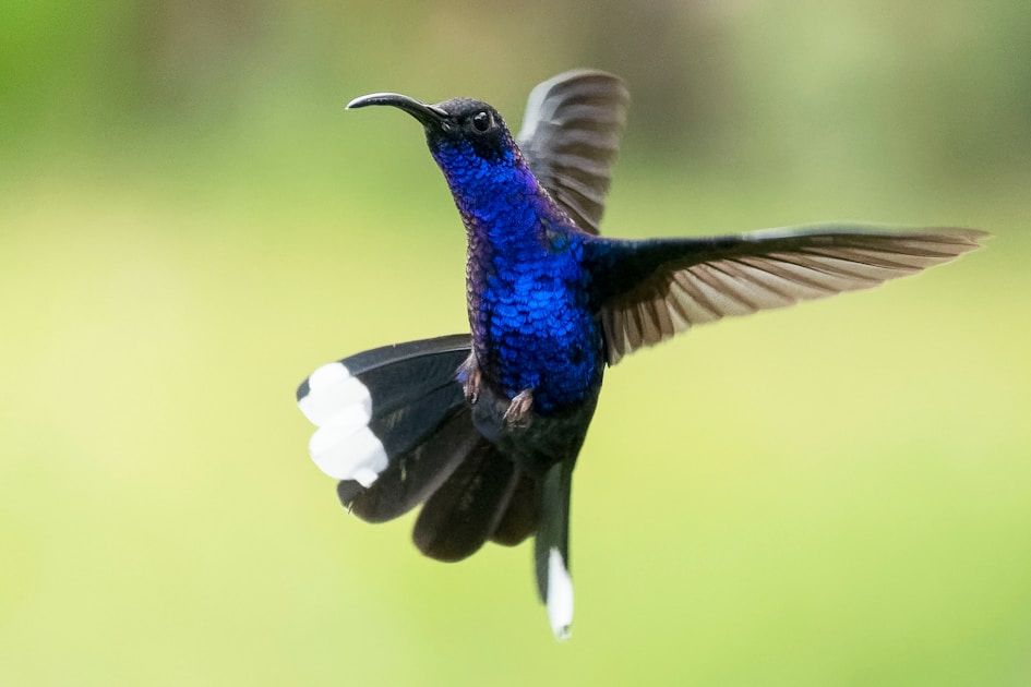 A blue and black bird flying in the air