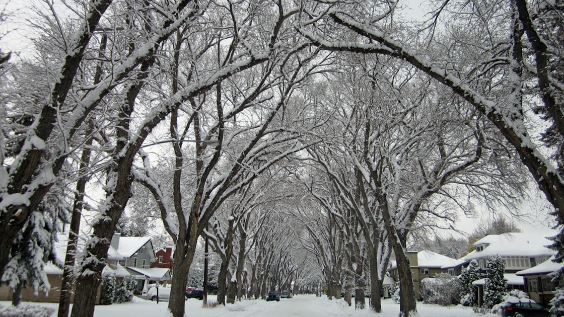 bare trees on snow covered ground during daytime