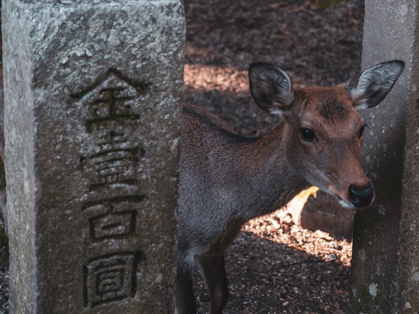 A small animal standing next to a stone pillar