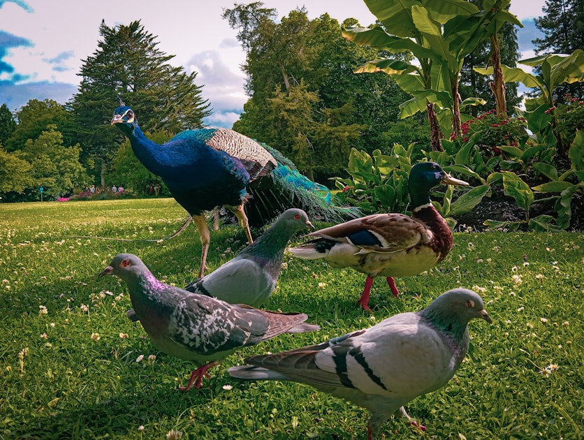 Flygresor och flygbiljetter till Tarbes