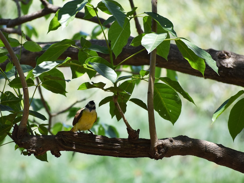 Flygresor och flygbiljetter till Tepic