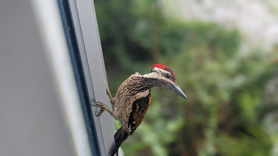 Flygresor och flygbiljetter till Tezpur