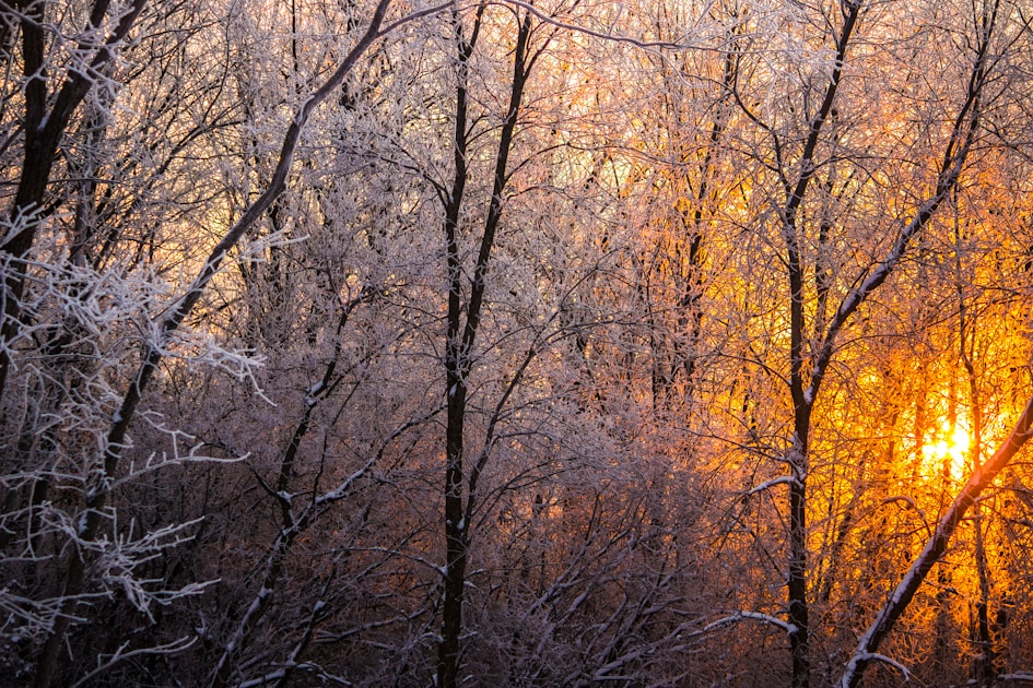 Flygresor och flygbiljetter till Thief River Falls